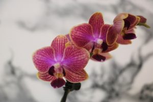 Orchideenbild